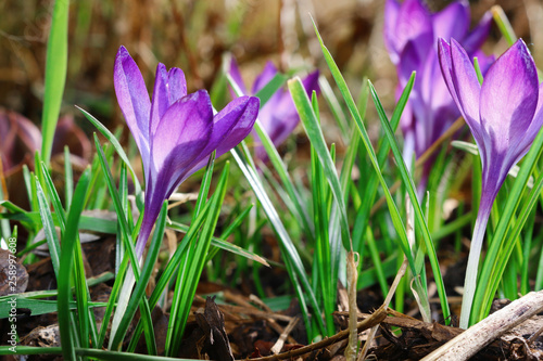 Krokusse im Frühling