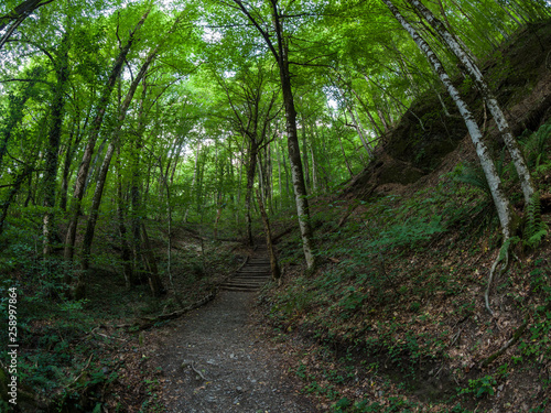 Tourist path in the summer mountain forest.
