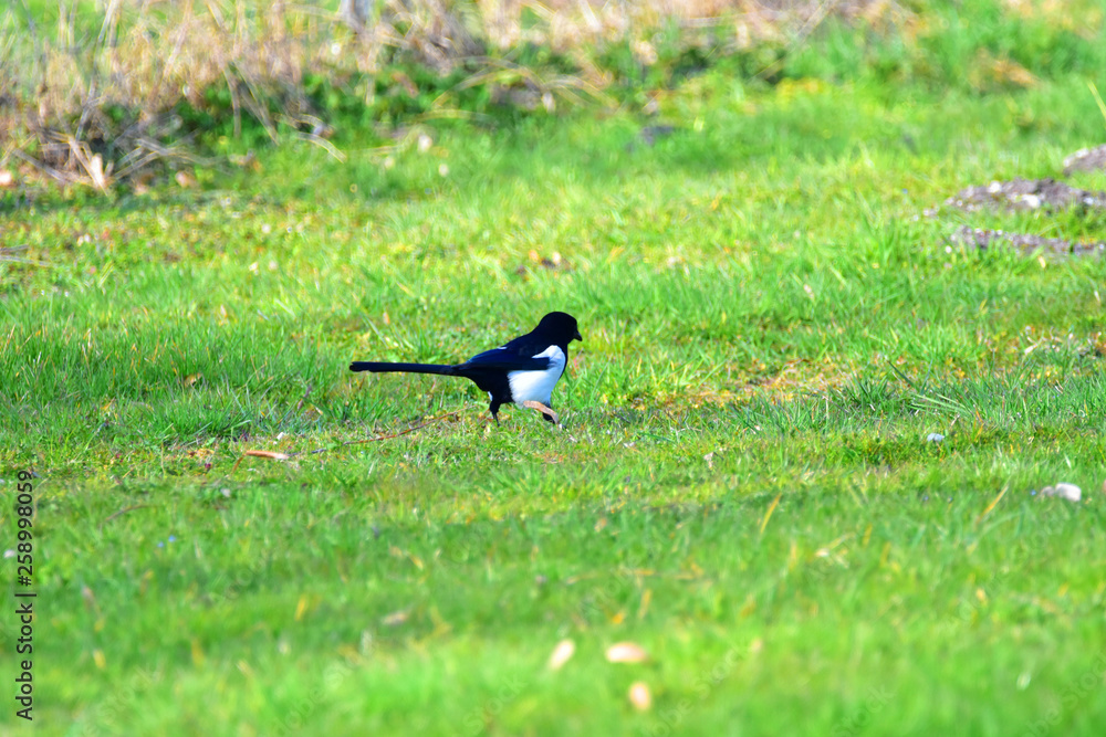 Fototapeta premium Magpie searching for food