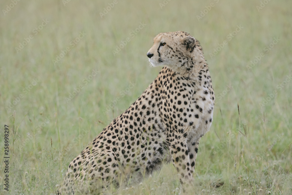 Portrait Cheetah in Massai Mara Portrait Cheetah in Massai Mara
