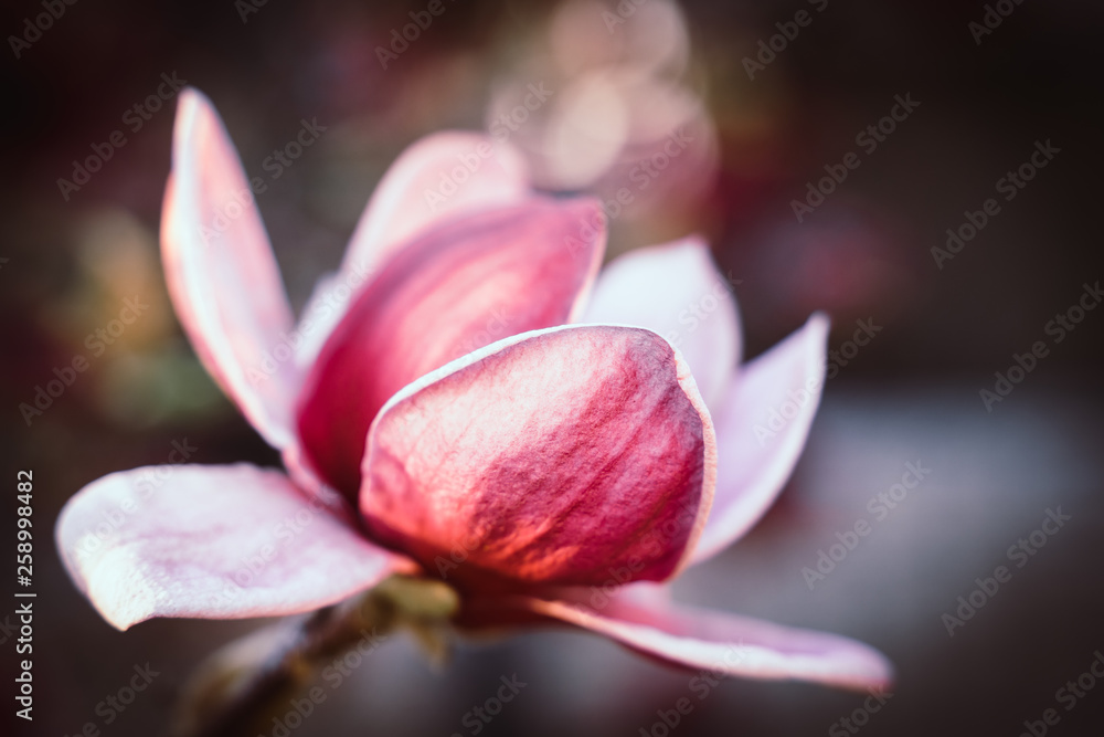 Fototapeta premium einzelne Magnolienblüte vor dunklem Hintergrund 