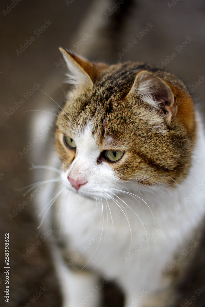 portrait of cat. Cat. Street cat