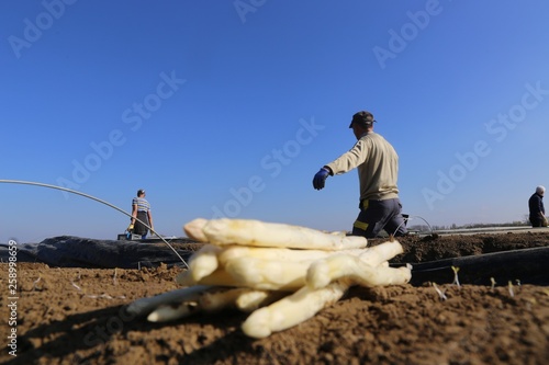 Agricultural asparagus harvest