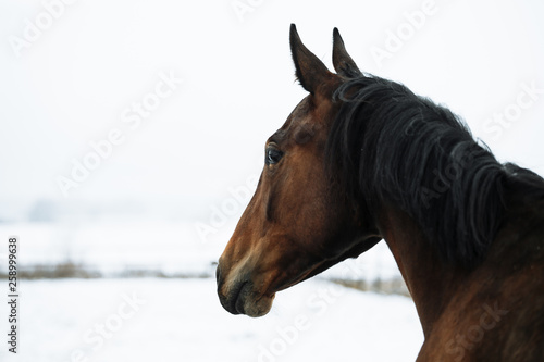 Free beautiful brown horse enjoys snow and sun in winter