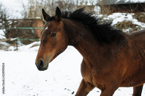 Fototapeta Naklejka Na Ścianę i Meble -  Free beautiful brown horse enjoys snow and sun in winter