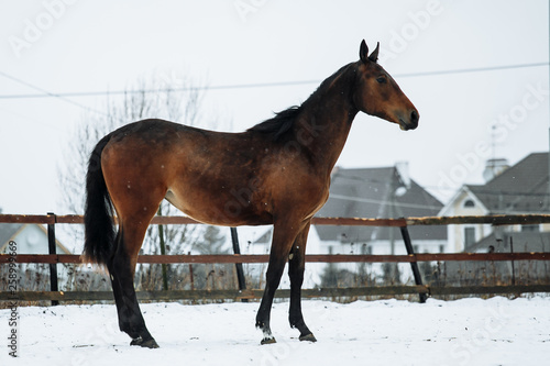 Free beautiful brown horse enjoys snow and sun in winter