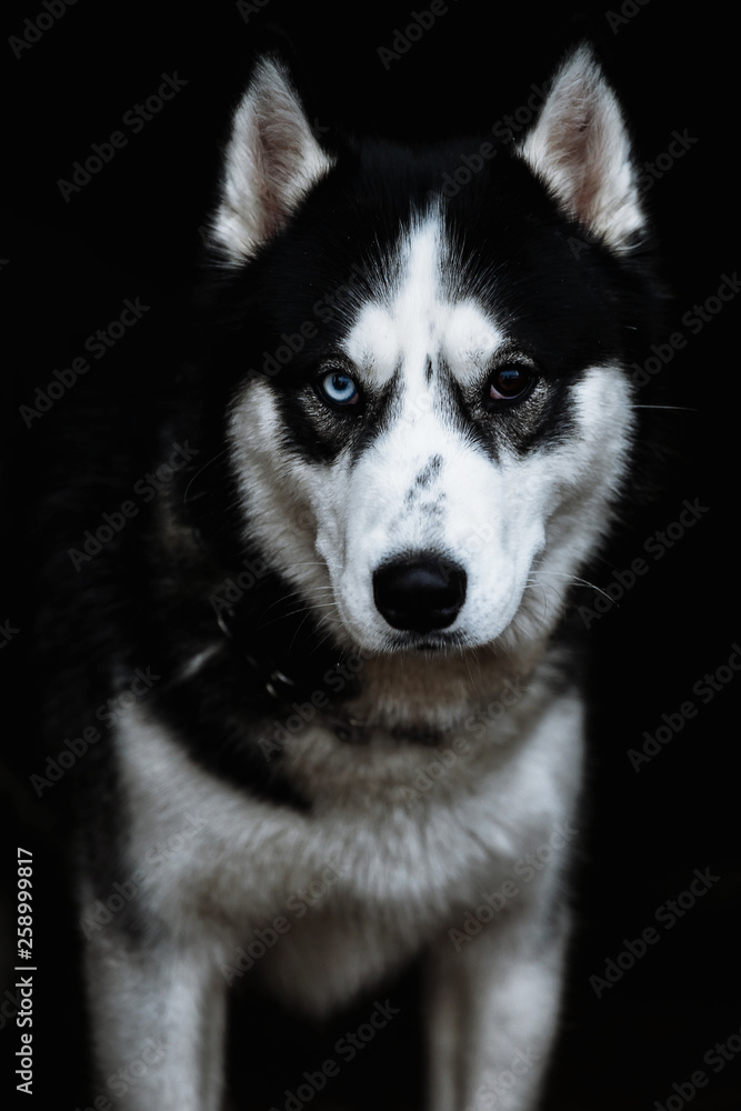 Hasky with different eyes