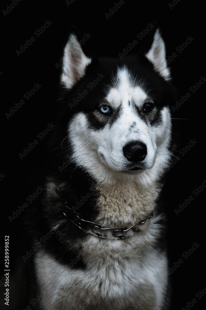 Hasky with different eyes Hasky with different eyes