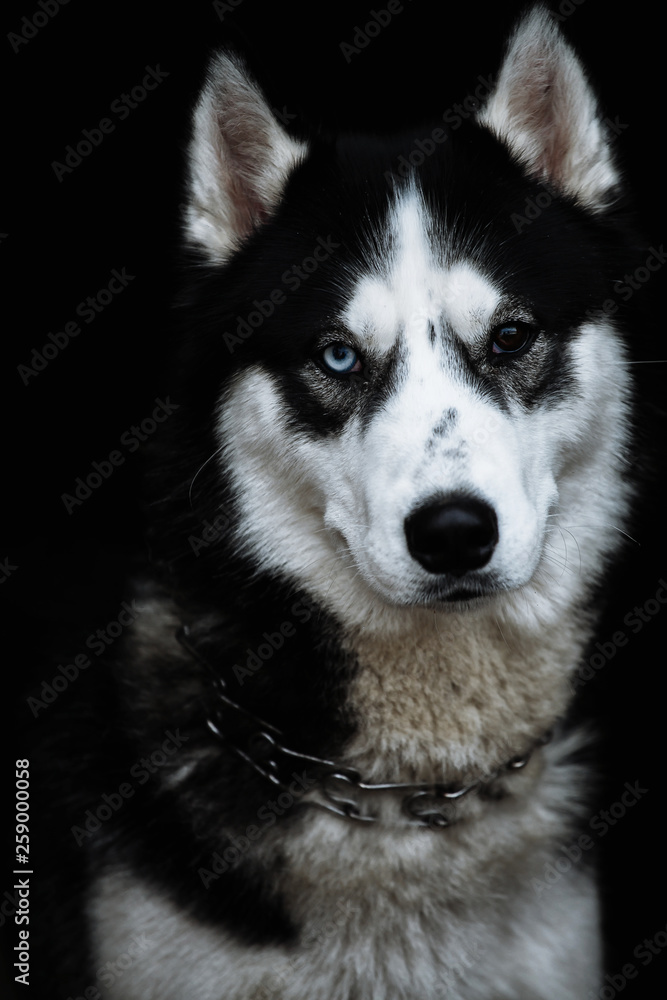 Hasky with different eyes