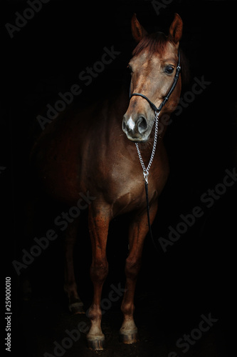 Beautiful red horse portrait on black background