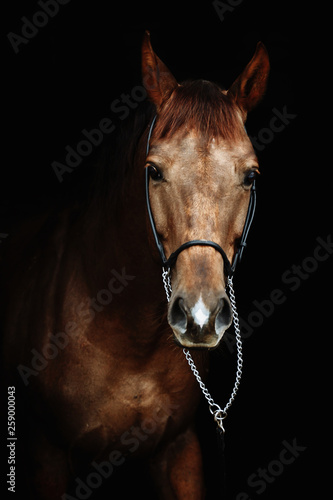 Beautiful red horse portrait on black background © matilda553