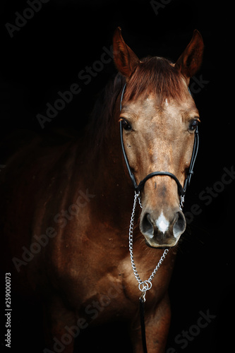 Beautiful red horse portrait on black background © matilda553