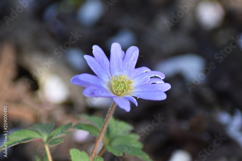 Anemone Blue Shades (Anemone blanda) Balkan-Windröschen