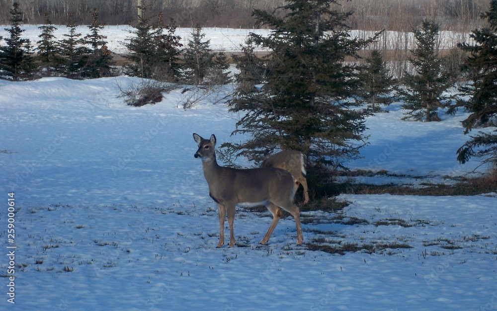 deer in yard deer in yard