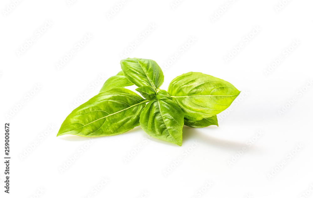 Fototapeta premium Basil leaves isolated on white background