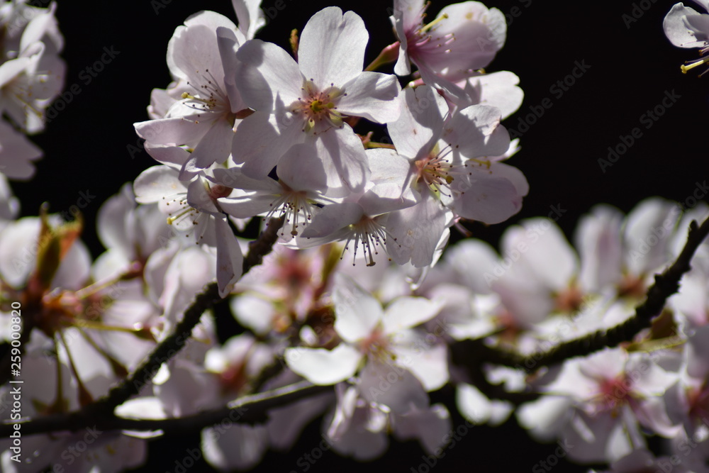 Obraz premium Blüten einer Vogelkirsche
