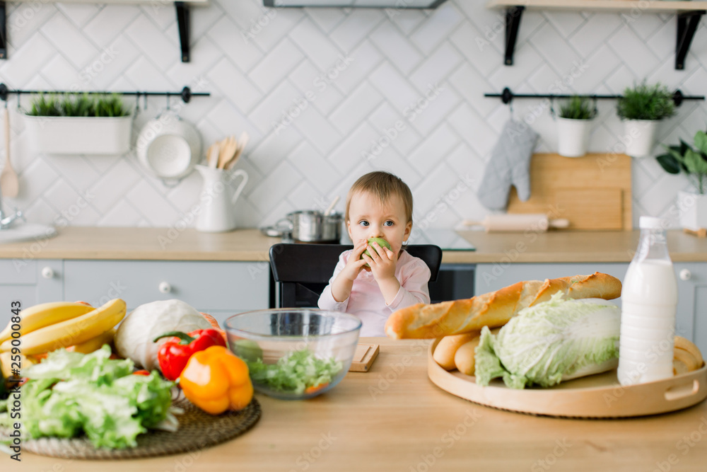 Baby eating fruit. Little baby girl eating green apple while sitting in black high chair in sunny kitchen. Healthy nutrition for kids. Solid food for infant. Snack or breakfast for young child - obrazy, fototapety, plakaty 