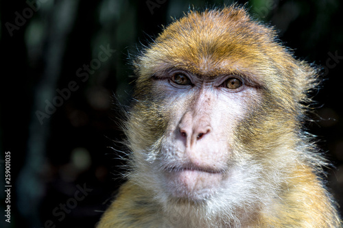 Konstfotografi macaque monkey Portrait looks directly into the camera
