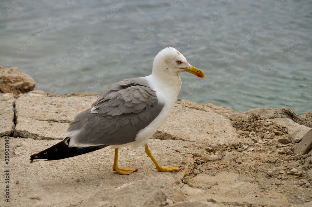 Seagull on the rock Seagull on the rock