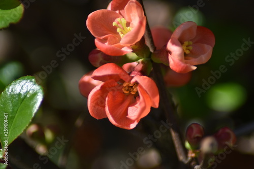 Japanische Zierquitte  Chaenomeles japonica 