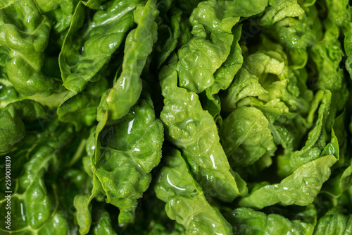 Fresh green vegetarian lettuce leaves background. Food macro photography