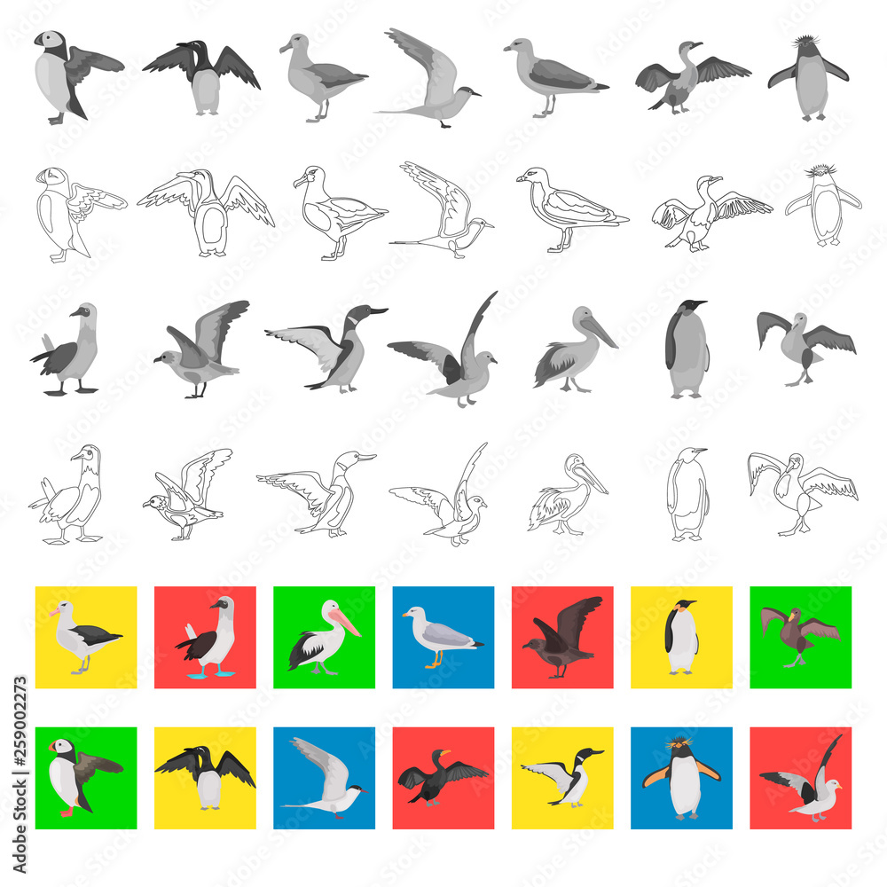 Different sea birds color flat, black and white colors, line, simple concept icons set