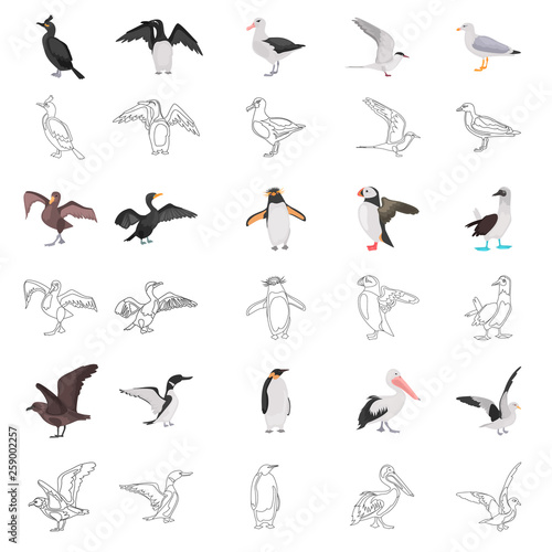 Different sea birds color flat and line concept icons set