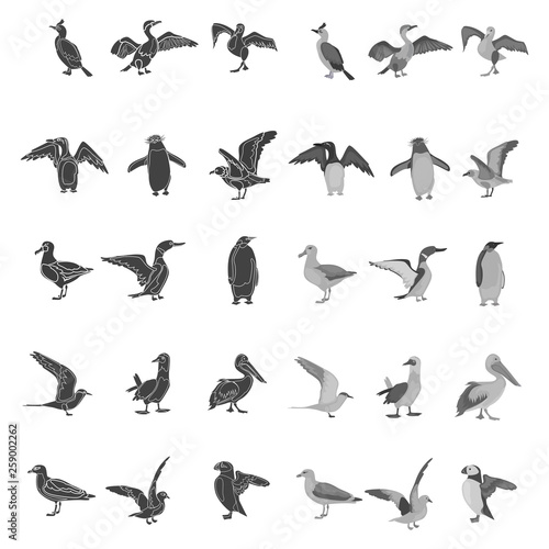 Different sea birds simple  black and white colors concept icons set