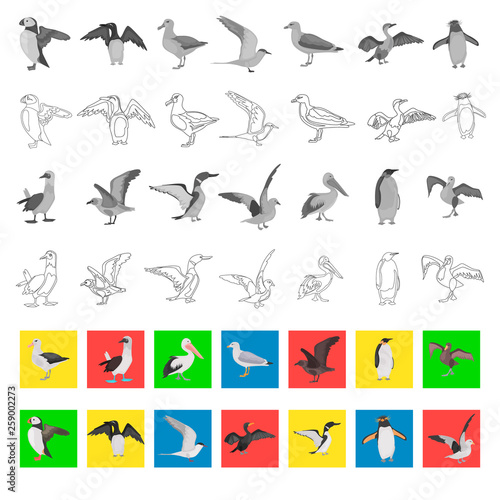 Different sea birds color flat, black and white colors, line, simple concept icons set