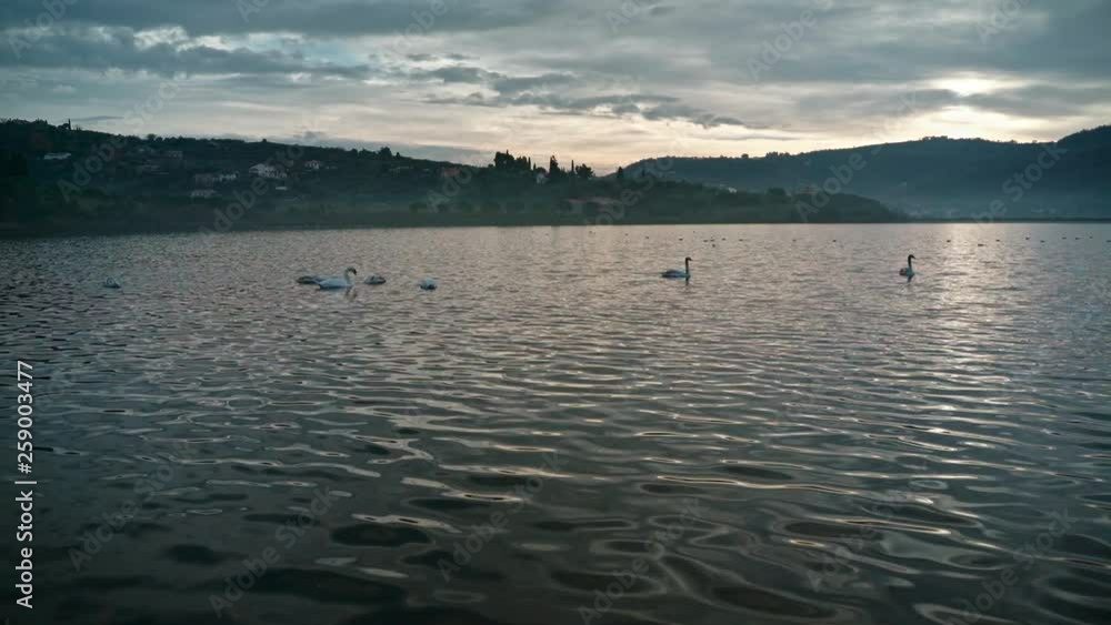Landscape with swans on the lake in the Strunjan Park on a beautiful cloudy sunset. Slovenia. Flat plane Landscape with swans on the lake in the Strunjan Park on a beautiful cloudy sunset. Slovenia. Flat plane