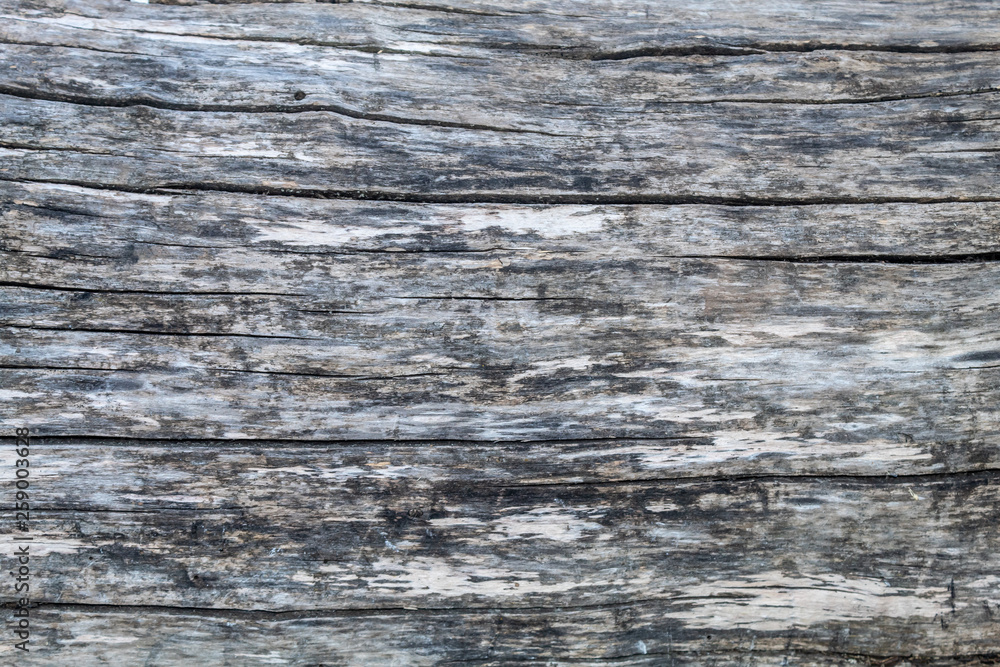 Naklejka premium Texture of Old and Big Cut Tree