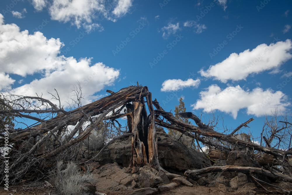 Juniper Trees on a partly coudy day Juniper Trees on a partly coudy day