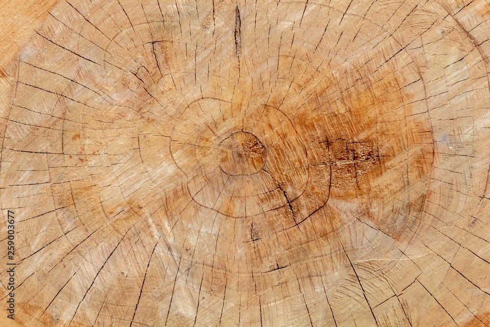 Naklejka premium Texture of Cut Big Tree