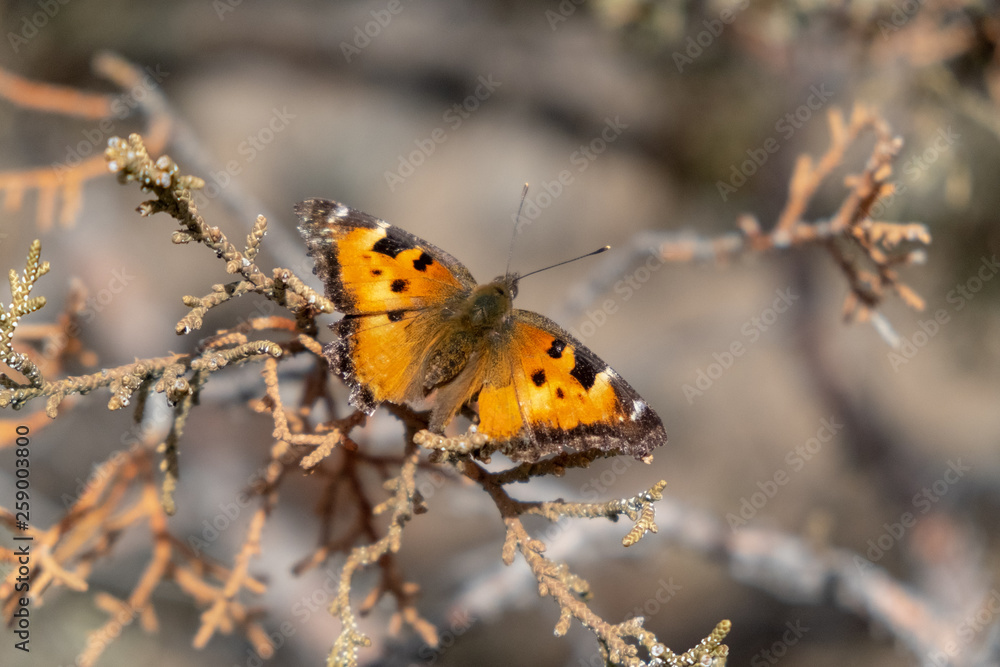 Obraz premium Monarch butterfly on a juniper tree