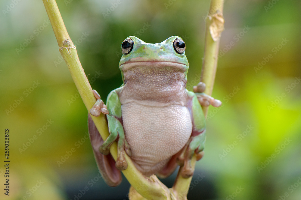 Frog stock