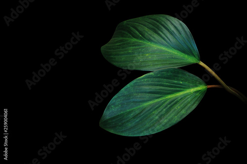 Dark green leaves of tropical foliage plant growing in wild isolated on black background.