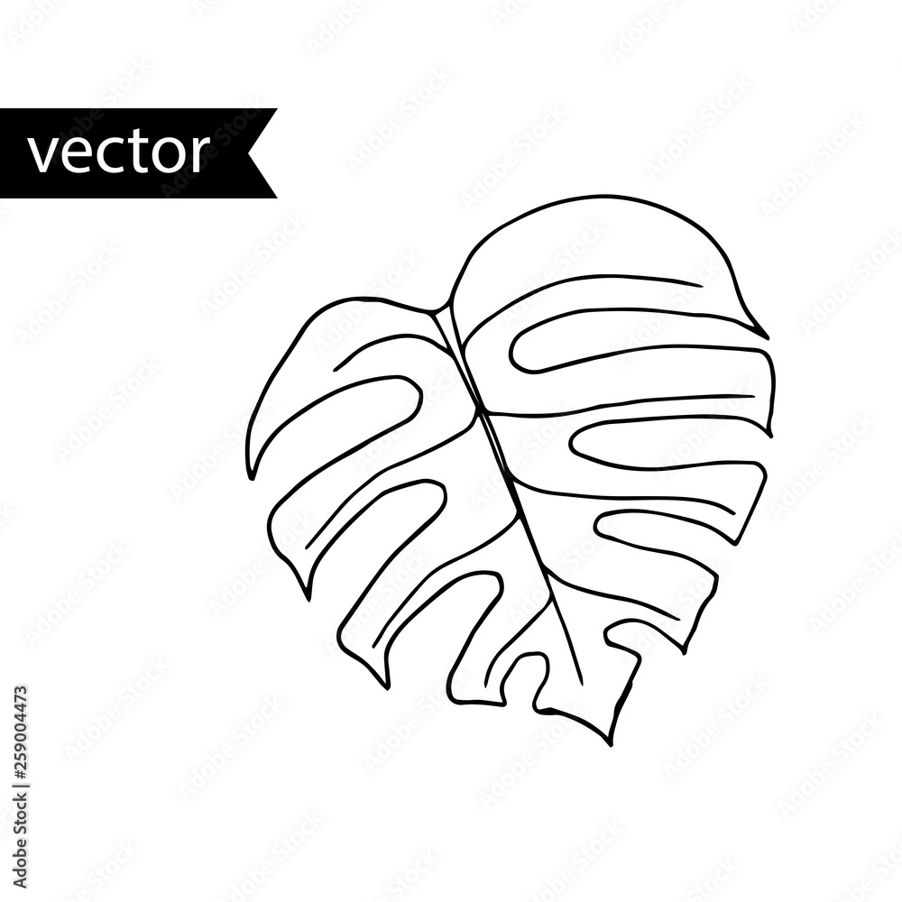 Vector outline illustration of tropical plant. Simple black and white hand drawn monstera leaf. Vector outline illustration of tropical plant. Simple black and white hand drawn monstera leaf.