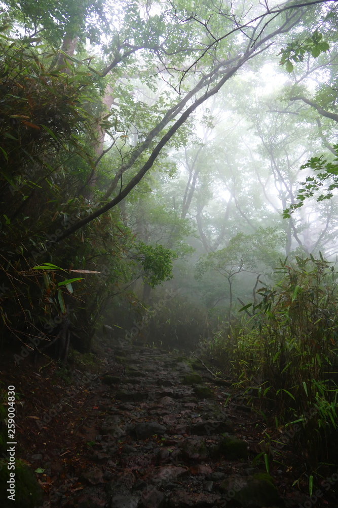 Foggy scenery with silhouettes of trees on the way up to Onami Ike, Ebino kogen highlands, Kyushu, Japan Foggy scenery with silhouettes of trees on the way up to Onami Ike, Ebino kogen highlands, Kyushu, Japan