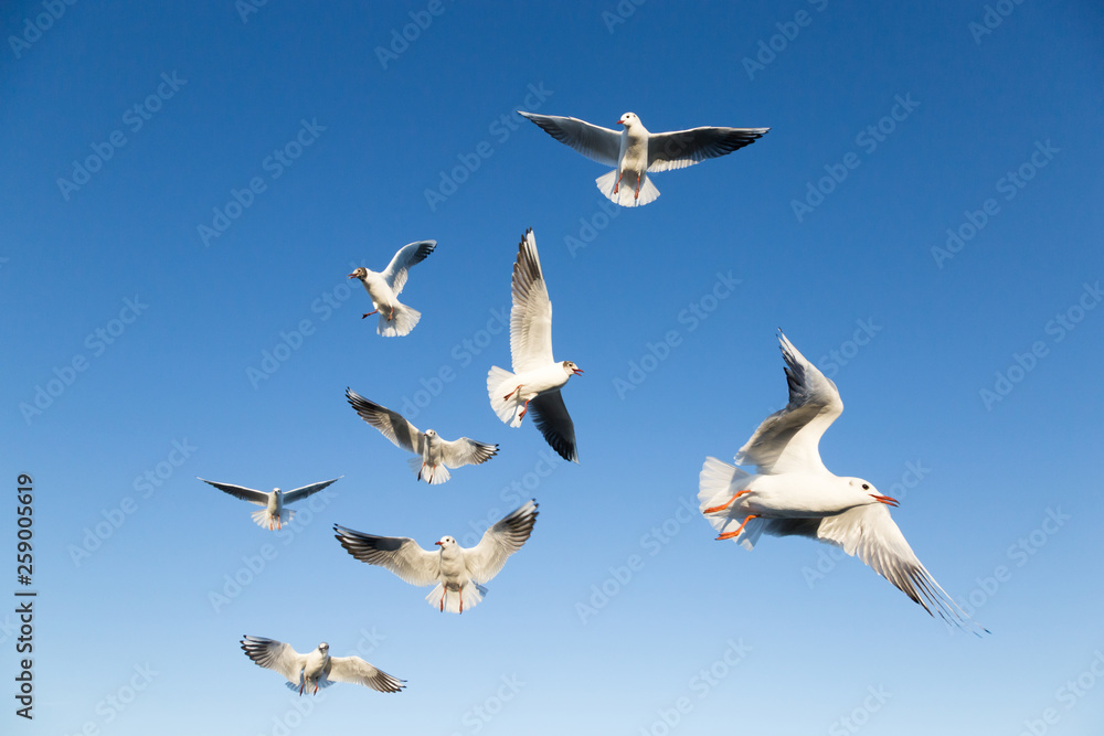 Obraz premium Several gulls and blue sky
