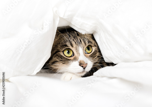 funny cat looks out from under the blanket