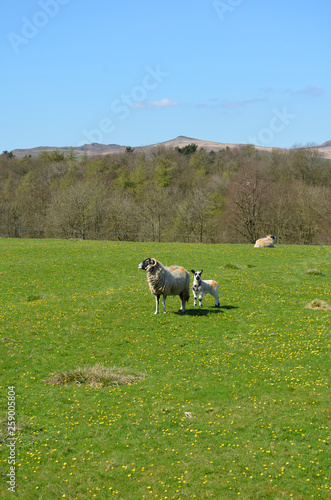 sheep and lamb on a meadow