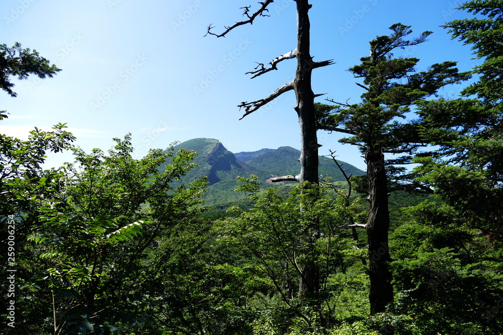 Obraz premium Trees in front of blue sky, Ebino kogen, Kyushu, Japan