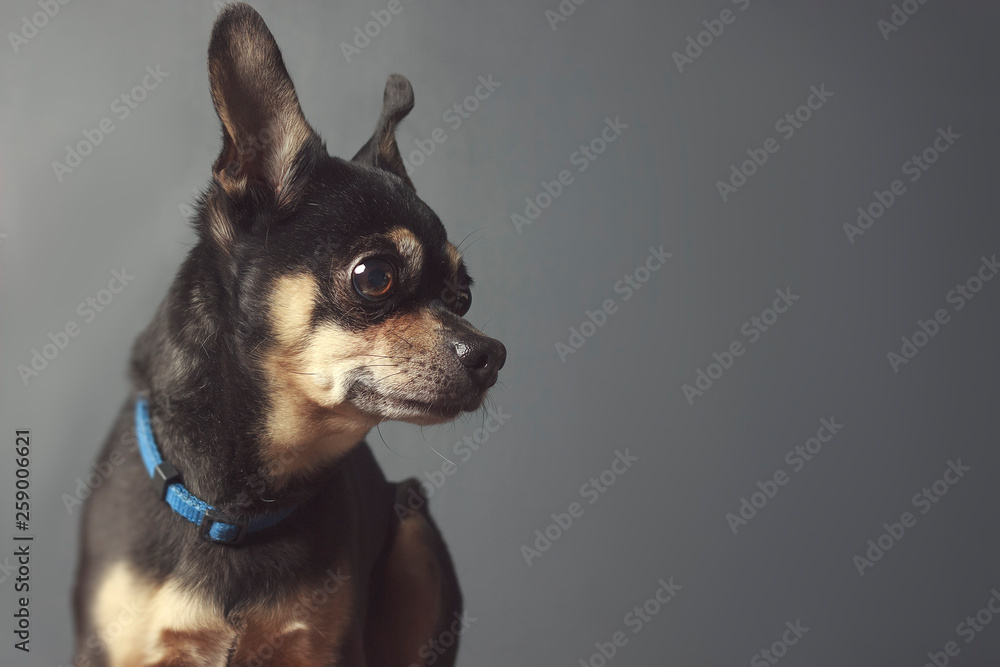 Close up de perro frente a una pared gris, Chihuahua Posando