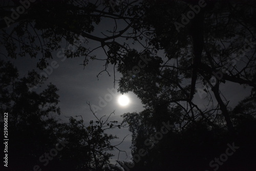 full moon and trees © Joshua