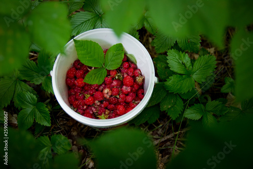 White bucket with freshly picked wild raspberries. Organic, healthy nutrition, food. Nature protection