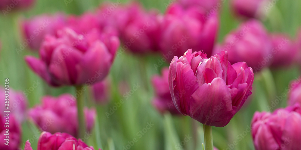 Fototapeta premium purple tender tulips in the summer par
