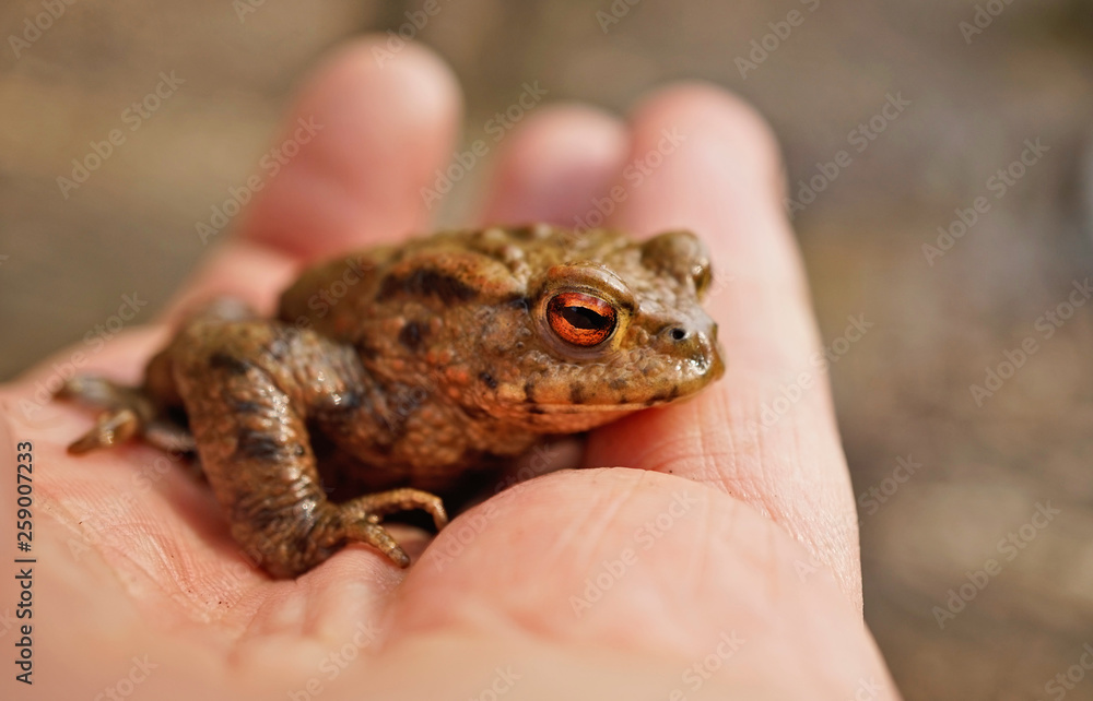 Obraz premium Erdkröte