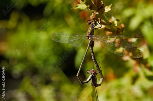 Insekt - Libelle Gemeine Binsenjungfer bei der Paarung photo