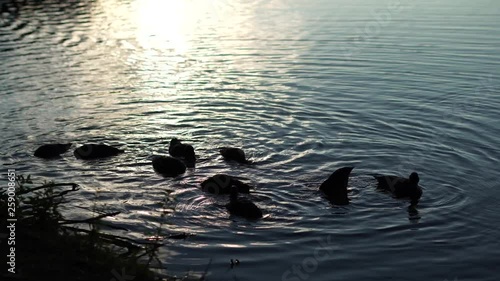 Ducks swimming and dipping heads under water in a peaceful, gently rippling lake in an evening hour photo