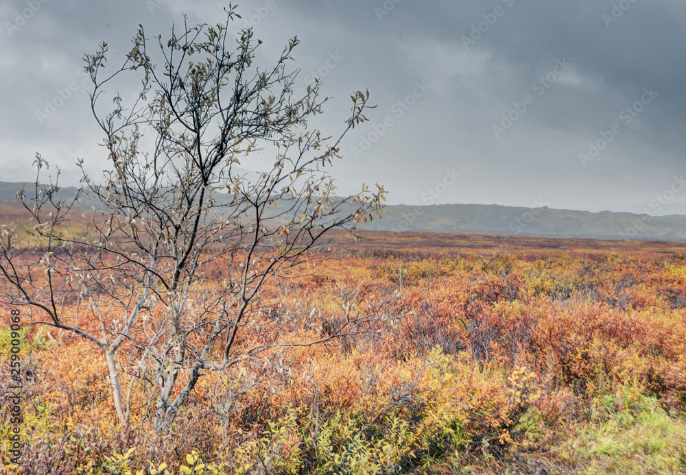 Scenic landscape in Denali Park of Blueberries and hiking trails. Scenic landscape in Denali Park of Blueberries and hiking trails.